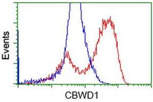 HEK293T cells transfected with either RC222790 overexpress plasmid (Red) or empty vector control plasmid (Blue) were immunostained by anti-CBWD1 antibody (ABIN2452883), and then analyzed by flow cytometry. (CBWD1 antibody)