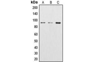 Western blot analysis of Beta-catenin expression in Jurkat (A), Raw264. (beta Catenin antibody  (N-Term))
