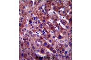 PON1 Antibody (Center) (ABIN654641 and ABIN2844338) immunohistochemistry analysis in formalin fixed and paraffin embedded human liver tissue followed by peroxidase conjugation of the secondary antibody and DAB staining.