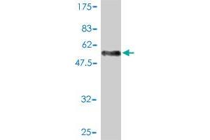 Western Blot detection against Immunogen (52. (SH3BGR antibody  (AA 1-239))
