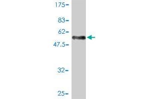 Western Blot detection against Immunogen (52. (SH3BGR antibody  (AA 1-239))