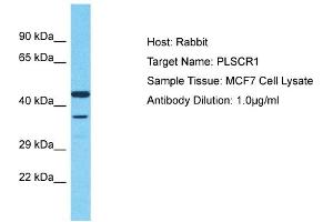 Host: Rabbit Target Name: PLSCR1 Sample Type: MCF7 Whole Cell lysates Antibody Dilution: 1. (PLSCR1 antibody  (Middle Region))