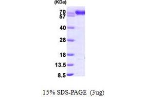 SDS-PAGE (SDS) image for Protein Disulfide Isomerase Family A, Member 4 (PDIA4) (AA 21-645) protein (His tag) (ABIN667814) (PDIA4 Protein (AA 21-645) (His tag))