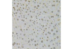 Immunohistochemistry of paraffin-embedded mouse liver using HMGB1 Antibody. (HMGB1 antibody  (AA 100-200))