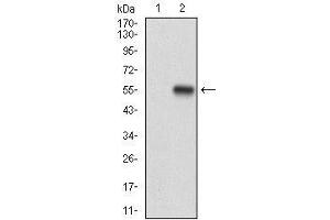 Western blot analysis using CD10 mAb against HEK293 (1) and CD10 (AA: 52-246)-hIgGFc transfected HEK293 (2) cell lysate. (MME antibody  (AA 52-246))