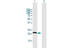 Western Blot analysis of GPX7 expression in transfected 293T cell line by GPX7 MaxPab polyclonal antibody.