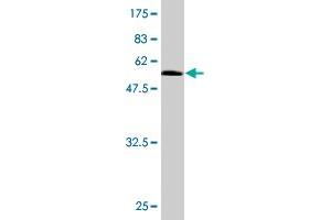 Western Blot detection against Immunogen (61. (RAD51D antibody  (AA 1-328))