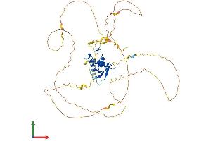AlphaFold protein structure predicition of Human Recombinant FOXO6 Protein, UniprotID A8MYZ6