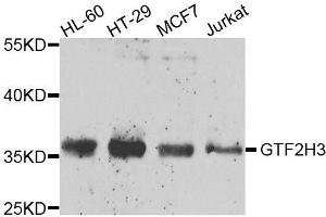 Western blot analysis of extracts of various cell lines, using GTF2H3 antibody. (GTF2H3 antibody  (AA 1-308))