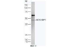 Human MCF-7 lysates probed with Rabbit Anti-SCYL1BP1 Polyclonal Antibody, Unconjugated (ABIN719306) at 1:300 overnight at 4˚C. (GORAB antibody  (AA 201-300))
