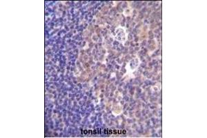 PIK3R5 Antibody (C-term) (ABIN655491 and ABIN2845011) immunohistochemistry analysis in formalin fixed and paraffin embedded human tonsil tissue followed by peroxidase conjugation of the secondary antibody and DAB staining. (PIK3R5 antibody  (C-Term))