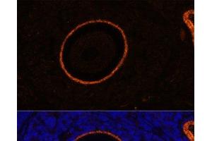 Immunofluorescence analysis of Rat oophoroma cells using ZP3 Polyclonal Antibody at dilution of 1:100. (Zona Pellucida Glycoprotein 3 antibody)