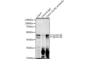 Immunoprecipitation analysis of 600 μg extracts of Mouse thymus using 3 μg Cyclin / antibody (635). (Cyclin A1/A2 antibody)