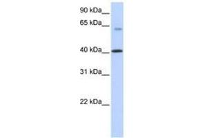 Image no. 1 for anti-Transmembrane Protein 195 (TMEM195) (N-Term) antibody (ABIN6740877) (TMEM195 antibody  (N-Term))