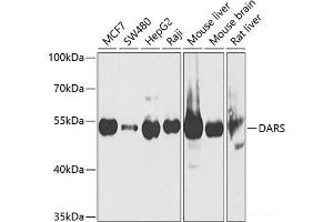 Western blot analysis of extracts of various cell lines using DARS Polyclonal Antibody at dilution of 1:1000. (DARS antibody)