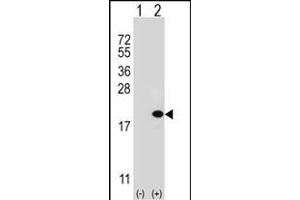 Western blot analysis of UBE2V1 (arrow) using rabbit polyclonal UBE2V1 Antibody  (ABIN388931 and ABIN2837878). (UBE2V1 antibody  (C-Term))