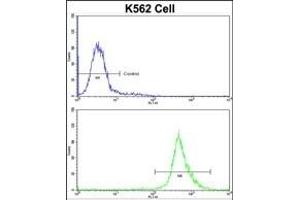 Flow cytometric analysis of K562 cells using BAG1 Antibody (C-term)(bottom histogram) compared to a negative control cell (top histogram)FITC-conjugated goat-anti-rabbit secondary antibodies were used for the analysis. (BAG1 antibody  (C-Term))