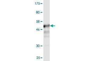 Western Blot detection against Immunogen (52. (CD58 antibody  (AA 1-240))