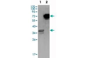 Western blot analysis using HPS1 monoclonal antibody, clone 5G12G2  against truncated HPS1 recombinant protein (1) and HPS1-hIgGFc transfected CHO-K1 cell lysate (2) .