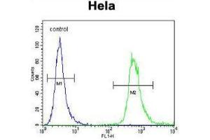 WDR3 Antibody (N-term) flow cytometric analysis of Hela cells (right histogram) compared to a negative control cell (left histogram).