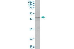 AS3MT MaxPab polyclonal antibody. (AS3MT antibody  (AA 1-375))