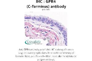 Image no. 1 for anti-G Protein-Coupled Receptor 4 (GPR4) (C-Term) antibody (ABIN1735086) (GPR4 antibody  (C-Term))