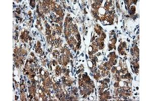 Image no. 7 for anti-Nucleotide Exchange Factor SIL1 (SIL1) antibody (ABIN1496810) (SIL1 antibody)