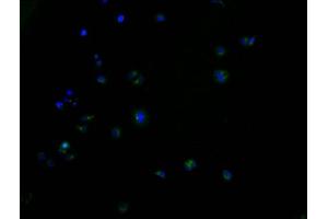 Immunofluorescence staining of HepG2 cells with ABIN7164309 at 1:100, counter-stained with DAPI. (Neuregulin 4 antibody  (AA 1-115))