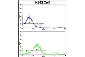 Flow cytometric analysis of K562 cells using LPIN2 Antibody (Center)(bottom histogram) compared to a negative control cell (top histogram). (Lipin 2 antibody  (AA 262-288))