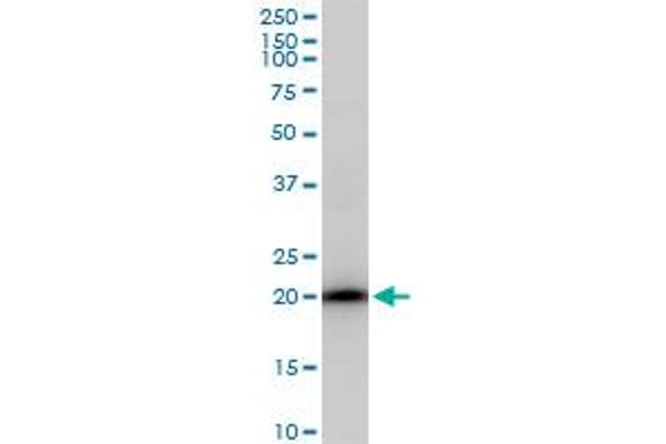 SAT1 antibody  (AA 88-171)