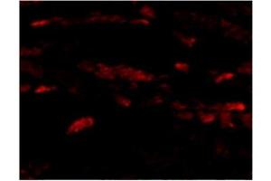 Immunofluorescence of Neuritin in Mouse Heart cells with Neuritin antibody at 20 μg/ml. (NRN1 antibody  (Center))