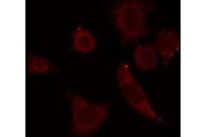 ABIN6278643 staining RAW264. (GTF3C4 antibody  (Internal Region))