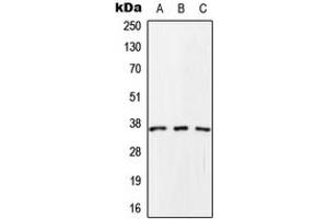 Western blot analysis of SCAMP1 expression in HeLa (A), Raw264. (SCAMP1 antibody  (C-Term))