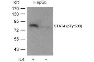 Image no. 2 for anti-Signal Transducer and Activator of Transcription 4 (STAT4) (pTyr693) antibody (ABIN196695) (STAT4 antibody  (pTyr693))