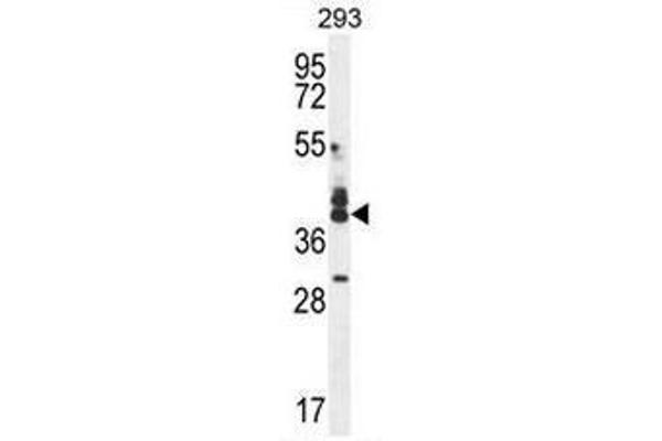 CUZD1 antibody  (C-Term)