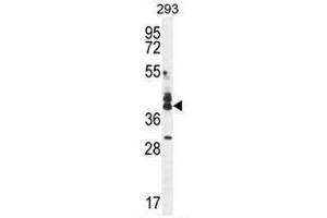 CUZD1 Antibody (C-term) western blot analysis in 293 cell line lysates (35µg/lane). (CUZD1 antibody  (C-Term))
