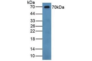 Figure. (CHGB antibody  (AA 496-669))