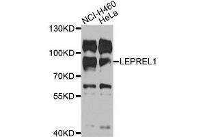 Western blot analysis of extracts of various cells, using LEPREL1 antibody.