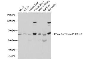 Western blot analysis of extracts of various cell lines, using PP2A-Aalpha/PR65α/PP2A-Aα/PR65α/PPP2R1A Polyclonal Antibody (ABIN6132506, ABIN6146081, ABIN6146082 and ABIN6221483) at 1:500 dilution.