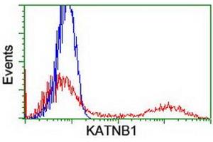 HEK293T cells transfected with either RC201852 overexpress plasmid (Red) or empty vector control plasmid (Blue) were immunostained by anti-KATNB1 antibody (ABIN2455204), and then analyzed by flow cytometry. (KATNB1 antibody)
