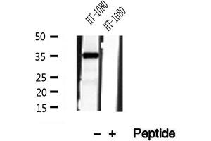 Western blot analysis of extracts of HT-1080 cells, using PYCR1 antibody. (PYCR1 antibody  (Internal Region))