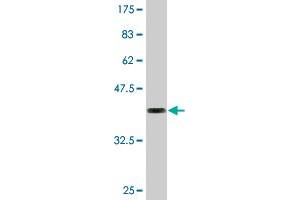 Western Blot detection against Immunogen (35. (Calnexin antibody  (AA 504-592))