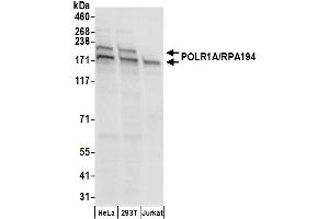 Western Blotting (WB) image for anti-Polymerase (RNA) I Polypeptide A, 194kDa (POLR1A) (AA 1425-1475) antibody (ABIN7450583)