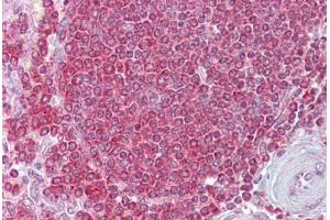 Anti-RPSA / Laminin Receptor antibody IHC staining of human spleen. (RPSA/Laminin Receptor antibody  (AA 107-156))