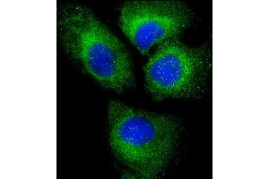 Immunofluorescent analysis of 4 % paraformaldehyde-fixed, 0. (PLIN3 antibody  (AA 1-434))