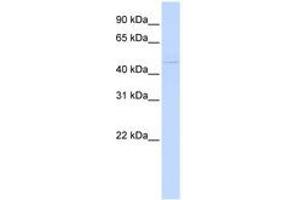 Image no. 1 for anti-Zinc Finger and BTB Domain Containing 43 (ZBTB43) (N-Term) antibody (ABIN6740572) (ZBTB43 antibody  (N-Term))