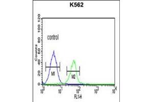 Flow cytometric analysis of K562 cells (right histogram) compared to a negative control cell (left histogram). (PLA2G4B antibody  (AA 396-424))