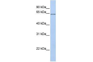 ANGPTL2 antibody used at 1 ug/ml to detect target protein. (ANGPTL2 antibody  (N-Term))