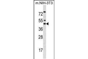 Western blot analysis in mouse NIH-3T3 cell line lysates (35ug/lane). (IRX5 antibody  (C-Term))