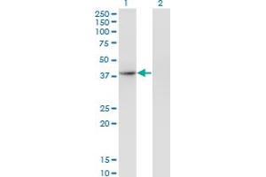 THO Complex 3 antibody  (AA 252-351)